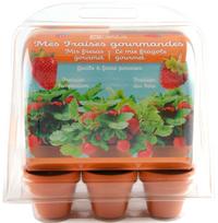 Augalų auginimo rinkinys Radis Et Capucine My First Greenhouse Strawberries, raudona sp.
