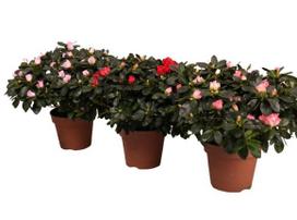 Krūmas azalija MIX, (spalva/dizainas parenkami atsitiktine tvarka), ø22 cm, 30 cm