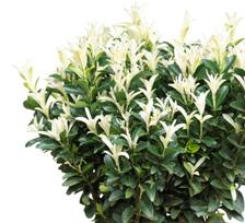 Krūmas ožekšnis PALOMA BLANCA, 25 - 30 cm, ø17 cm