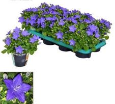 Gėlė vazone katilėlis Blue, 20 - 25 cm, ø11 cm
