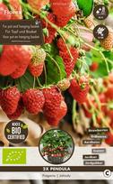 Daigai braškės PENDULA BIO, 2 vnt.
