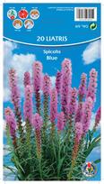 Svogūninės gėlės liatris Blue, 6 - 8 mm, 20 vnt.