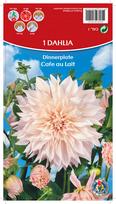 Svogūninės gėlės jurginas Cafe Au Lait