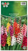 Svogūninės gėlės kardelis Bambino Mix, 10 - 12 mm, 20 vnt.