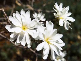 Krūmas magnolija Royal Star, ø23 cm, 50 - 60 cm