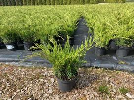 Kadagys MINT JULEP, 20 - 30 cm, ø19 cm