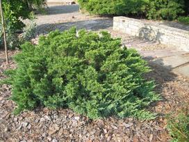 Kadagys TAMARISCIFOLIA, 20 - 30 cm, ø19 cm