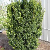 Kukmedis HICKSII, 80 - 100 cm, ø26 cm