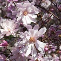 Krūmas magnolija ROSEA, ø23 cm, 40 - 50 cm