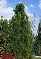 Pušis GREEN TOWER, 80 - 100 cm, ø35 cm