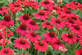 Gėlė ežiuolės LAKOTA RED, 25 cm, ø11 cm