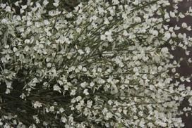Krūmas raipstas ALBUS, ø17 cm, 30 - 40 cm