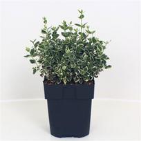 Lauko augalas ožekšnis, daugiametis, Ø 17, 40 cm, lot. Euonymus fortunei Emerald Gaiety