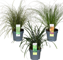 Lauko augalas viksva, Ø 19, 45 cm, lot. Carex mix