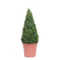 Lauko augalas dekoratyvinė vyšnia, Ø 21, 80 cm, lot. Prunus serrulata mix
