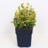 Lauko augalas ožekšnis, daugiametis, Ø 17 , 40 - 45 cm, lot. Euonymus for. Emerald Gold