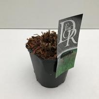 Lauko augalas kininis miskantas, Ø 19, 50 cm, lot. Miscanthus Grosse fontane