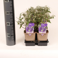 Lauko augalas budlėja, daugiametis, Ø 9, 25 cm, lot. Buddleja davidii mix