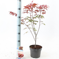 Lauko augalas klevas, Ø 15, 40 cm, lot. Acer palm. mix