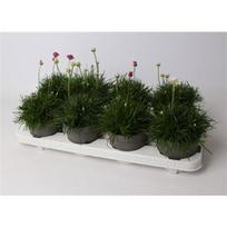 Lauko augalas gvaizdūnė, daugiametis, Ø 13, 25 cm, lot. Armeria mix