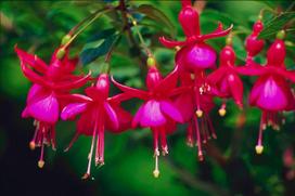 Lauko augalas fuksija, Ø 17, 65 cm, lot. Fuchsia