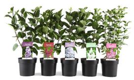 Lauko augalas Alyva, daugiametis, Ø 19, 60 cm, lot. Syringa mix