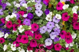 Lauko augalas petunija, Ø 9, 15 cm, lot. Petunia