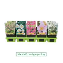 Lauko augalas plukė, Ø 11, 25 cm, lot. ANEMONE MIX