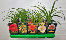 Lauko augalas viendienė, daugiametis, Ø 11, 25 cm, lot. Hemerocallis mix