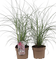 Lauko augalas kininis miskantas, Ø 19, 50 cm, lot. Miscanthus sinensis Silver Cloud