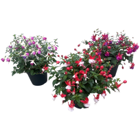 Lauko augalas fuksija, Ø 14, 30 cm, lot. Fuchsia