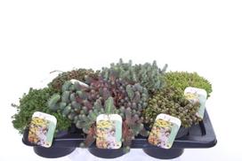 Lauko augalas šilokas, daugiametis, Ø 17, 30 cm, lot. SEDUM