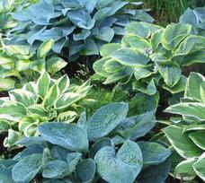 Lauko augalas melsvė, daugiametis, Ø 11, 25 cm, lot. Hosta mix