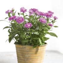Lauko augalas astras, daugiametis, Ø 12, 28 cm, lot. Aster mix