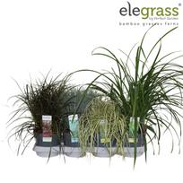 Dekoratyvinis žolės augalas, Ø 13, 40 cm, lot. Grass outdoor mixed