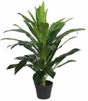 Dirbtinis augalas vazone, dracena Splendid, žalia sp., 80 cm x 15.5 cm