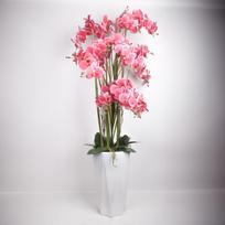 Orchidėja GARDEN QUEEN H132cm, rožinė