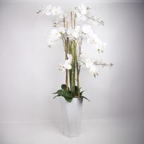 Orchidėja GARDEN QUEEN H132cm, balta