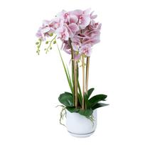 Orchidėja GARDEN QUEEN H68cm, šviesiai rožinė