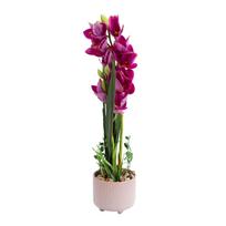 Orchidėja GARDEN QUEEN H70cm, tamsiai rožinė