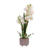 Orchidėja GARDEN QUEEN H70cm, balta