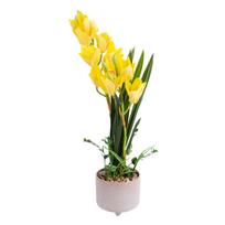 Orchidėja GARDEN QUEEN H70cm, geltona