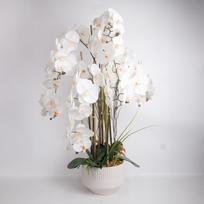 Orchidėja GARDEN QUEEN H102cm, balta