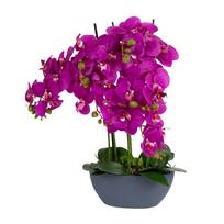 Orchidėja GARDEN QUEEN H64cm, tamsiai rožinė