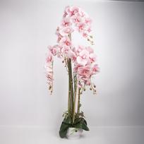 Orchidėja GARDEN QUEEN H124cm, šviesiai rožinė