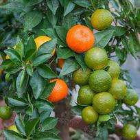 CHINOTTO ORANGE apelsinų su mirtų lapais 10 šviežių sėklų
