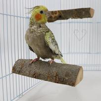 Aukščiausios kokybės strypas Aukštos kokybės papūgos Obuolio medinė šokinėjimo lenta Papūgos poilsio platforma Šokinėjimo platforma Nagų galandimo paukščio stovėjimo pagaliukas Stovėjimo geltona