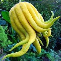 Budos ranka citrina - Citrus Medica Sarcodactylus 10 šviežių sėklų