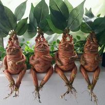 Mandragoros Žolės Dervos Statulėlė Kraštovaizdžio Ornamentas Meno Figūrėlė Amatai Lauko Sodui Kieme Svetainei Miegamajam Dovana