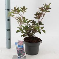 Dekoratyvinis krūmas, šeivamedis juoduogis "Black Beauty", vazonėlio skersmuo 17 cm.
